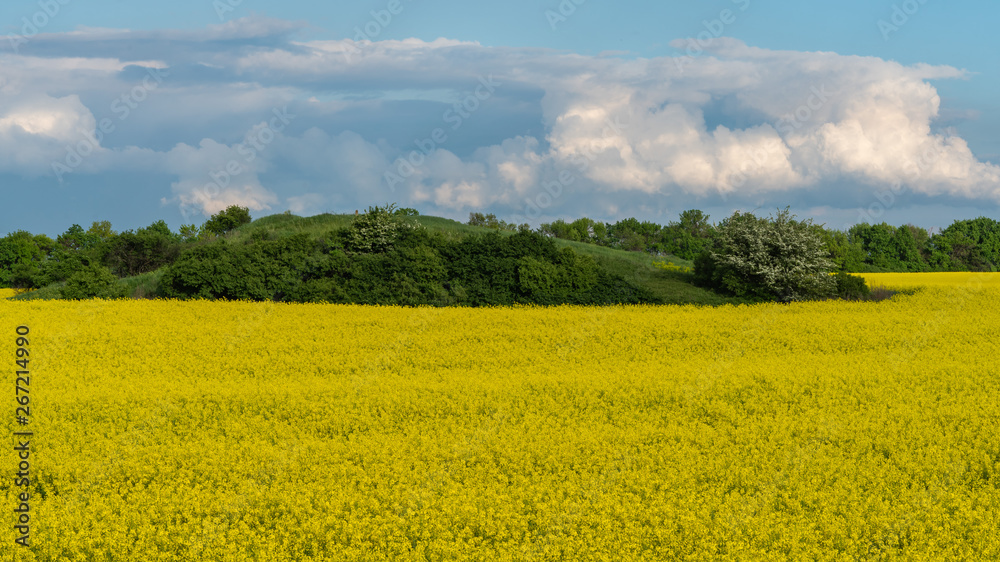 Fototapeta premium rapeseed flowers bloom on the field