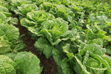 chinese cabbage crops in growth at field