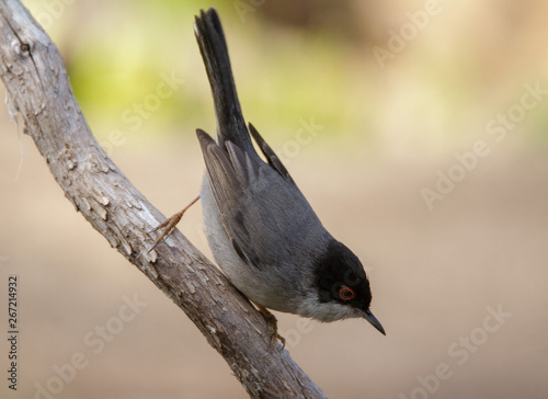 Beautiful Sylvia melanocephala warbler perched on a branch with green background