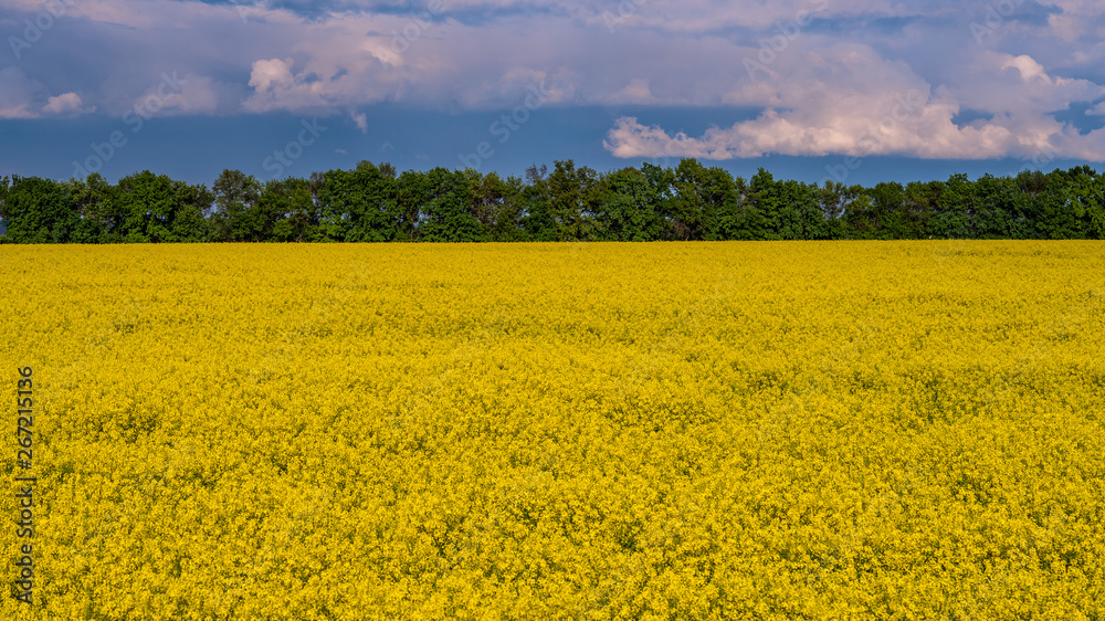 rapeseed flowers bloom on the field rapeseed flowers bloom on the field