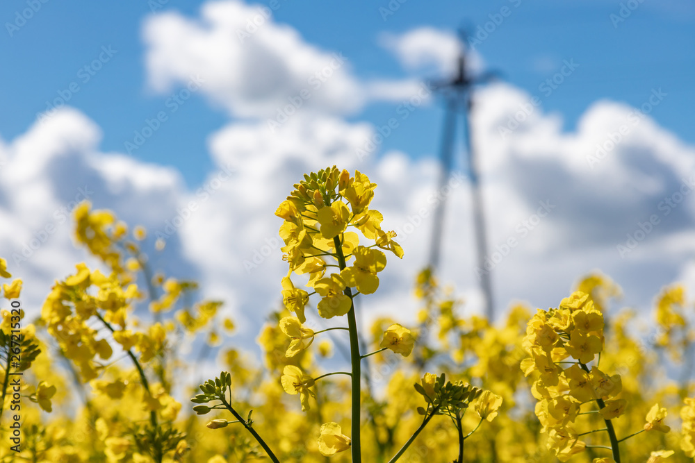 Yellow field of rape, cole.