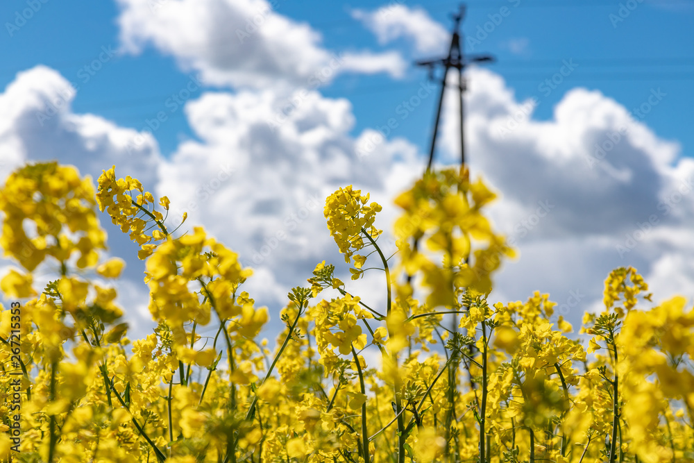 Yellow field of rape, cole.