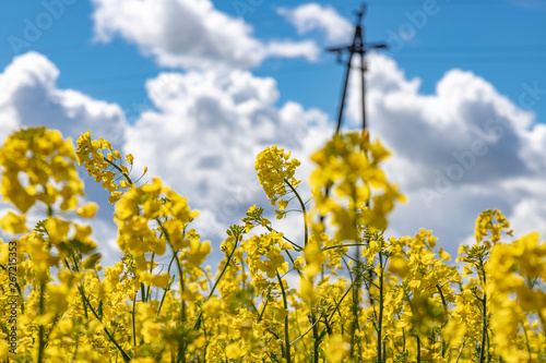 Obraz na płótnie Yellow field of rape, cole. w salonie