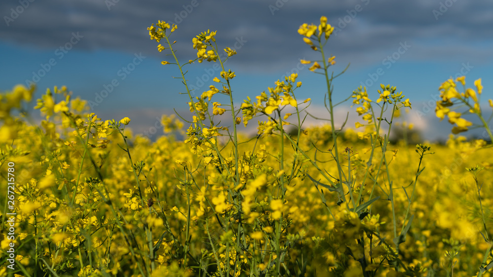 Obraz premium rapeseed flowers bloom on the field