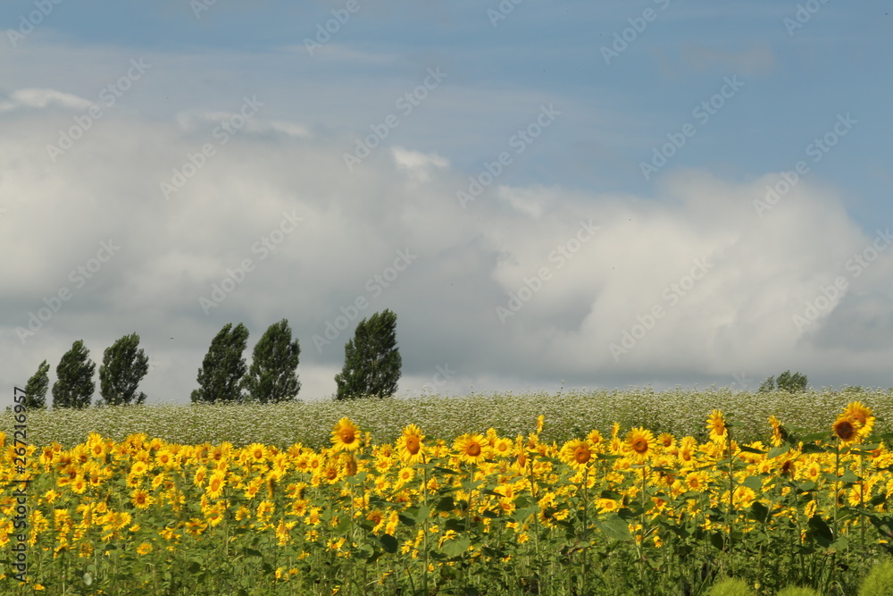 Obraz premium 夏の大地