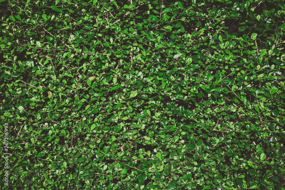Summer tropical background. Beautiful plants in the garden. Summer tropical background. Beautiful plants in the garden.