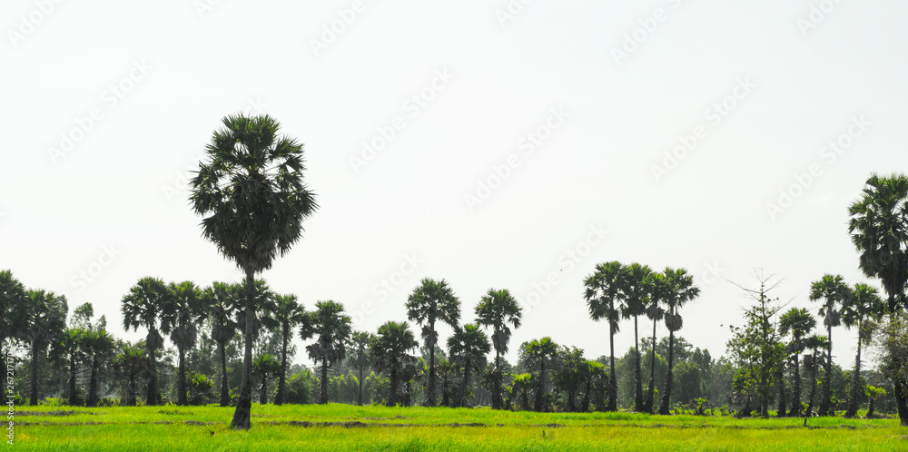 Obraz premium tree in the field