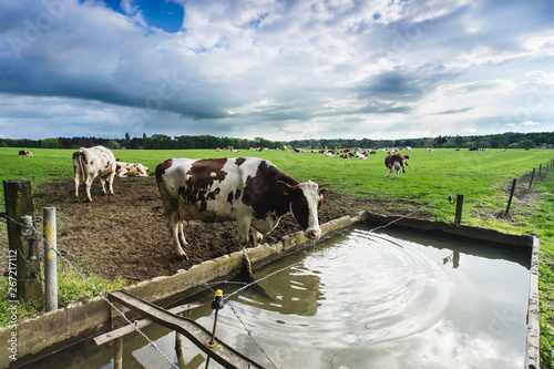  A cow drinking from a water trough in the farmlands of Belgium under a cloudy sky