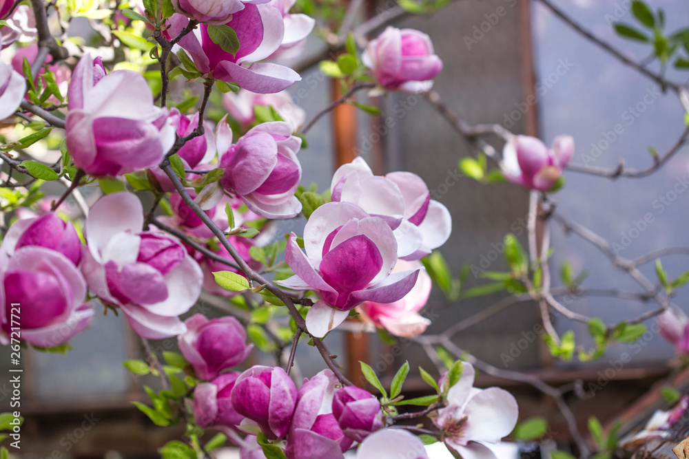 Magnolia x soulangeana pink. Botanical Garden Kiev. Magnolia tree with large light green leaves and cupped large flowers. In the evening, magnolias close in bud. Exquisite and luxurious magnolia flowe Magnolia x soulangeana pink. Botanical Garden Kiev. Magnolia tree with large light green leaves and cupped large flowers. In the evening, magnolias close in bud. Exquisite and luxurious magnolia flowe