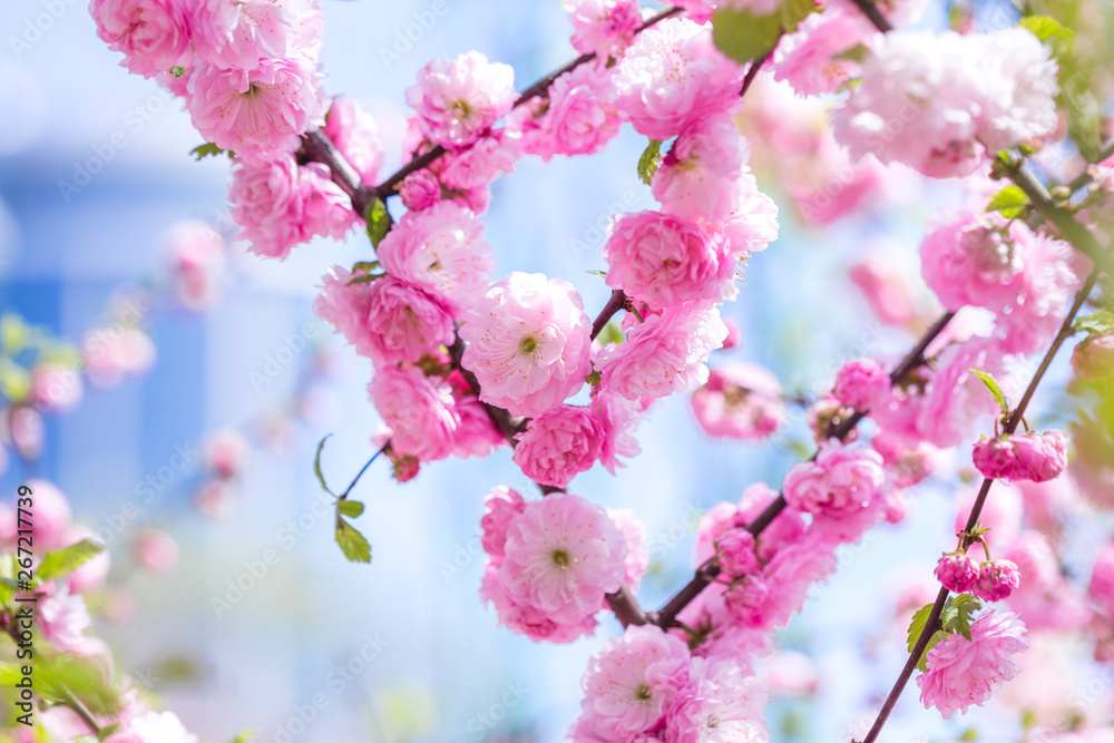 Obraz premium Spring spirit: Branches of Prunus triloba - louiseania with beautiful pink flowers on blurry white background with bokeh