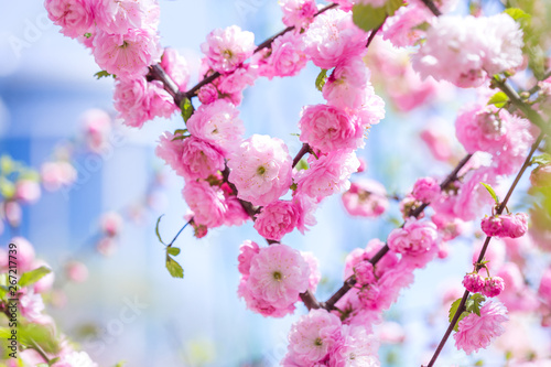 Spring spirit  Branches of Prunus triloba - louiseania with beautiful pink flowers on blurry white background with bokeh