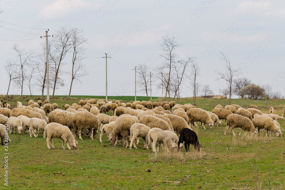 Obraz premium A herd of goats and sheep. Animals graze in the meadow. Mountain pastures of Europe.