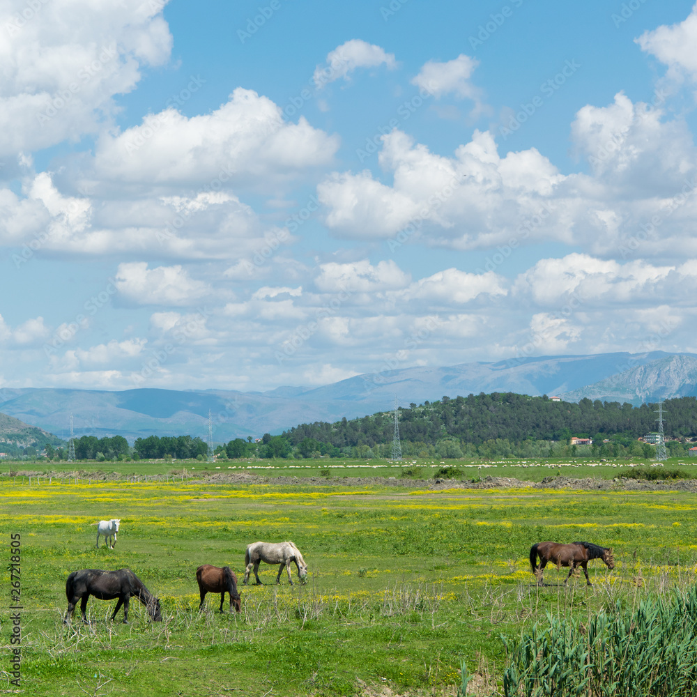 Herd of free horses grazing in the nature. Horse pasture Herd of free horses grazing in the nature. Horse pasture