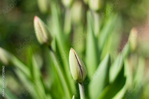 unopened buds of red tulips in a garden with blurred background