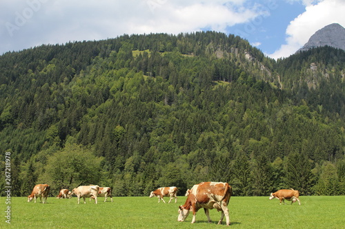 Kühe vor Bergen