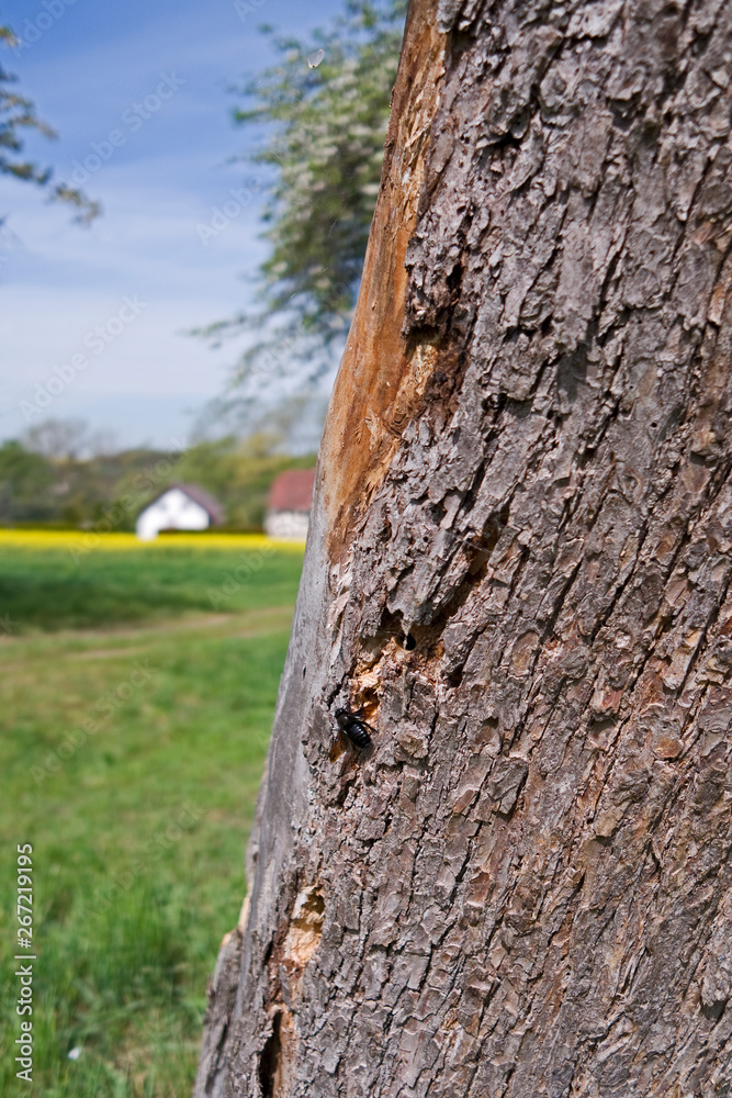 Fototapeta premium Wildlife / Ponitz / Germany: Large carpenter bee at the entrance to her nest cave in the trunk of a dead tree in the countryside in Eastern Thuringia