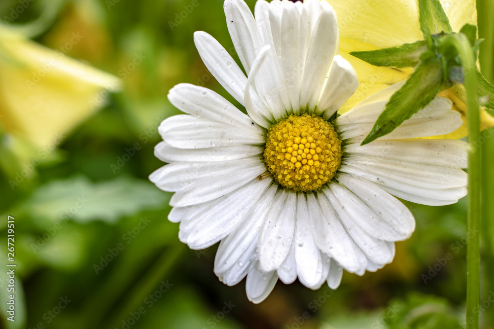 Obraz premium Flowers