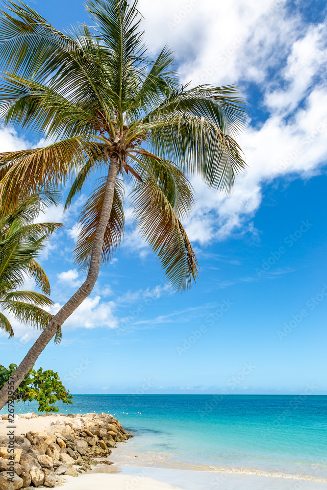 A palm tree on an idyllic Caribbean Beach, with a turquoise sea behind
