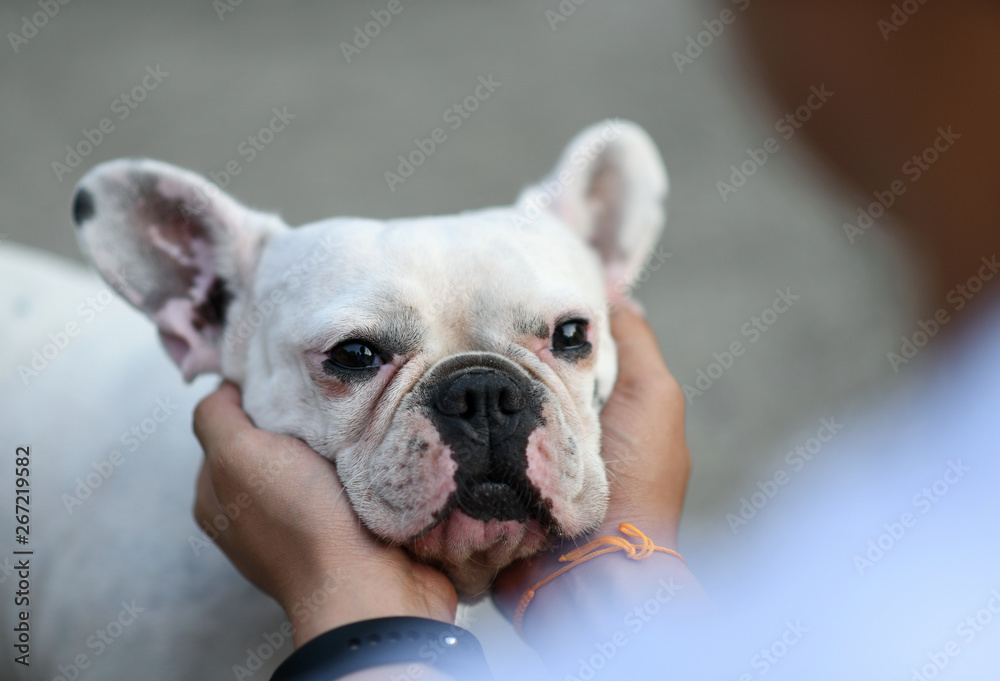 Hands are playing with the french bulldog.He uses his hands to catch the dog's face.