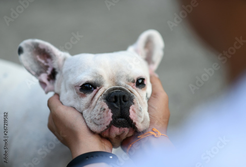 Hands are playing with the french bulldog.He uses his hands to catch the dog's face.