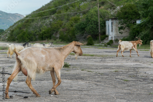 Fototapeta Naklejka Na Ścianę i Meble -  Herd of goats crosses the rural road in the mountains