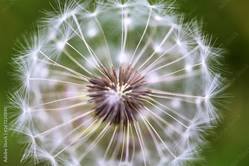 Obraz premium dandelion on black background
