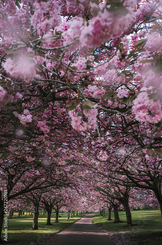 Cherry Blossom - Dundee