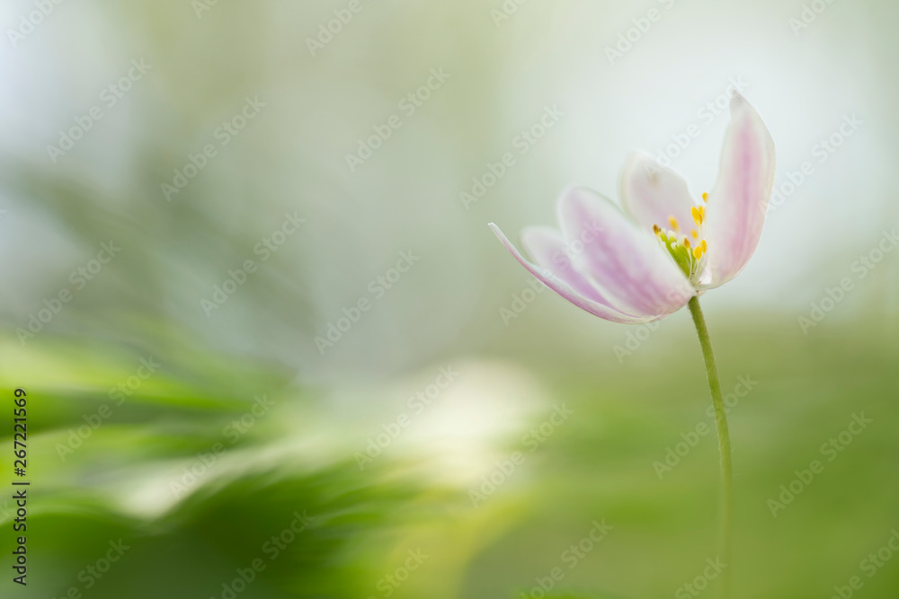 Wild or wood anemone - Anemone Nemorosa Wild or wood anemone - Anemone Nemorosa