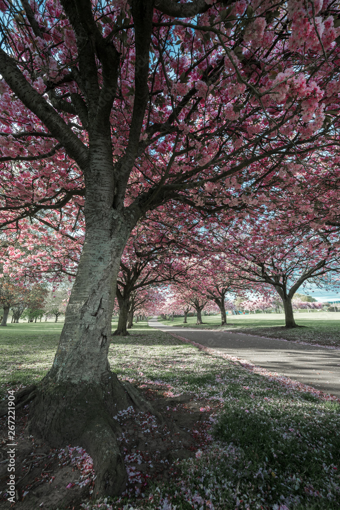 Cherry Blossom - Dundee