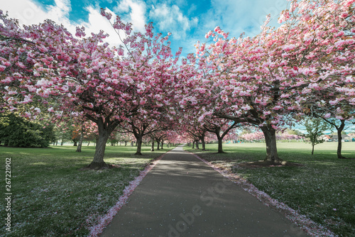 Cherry Blossom - Dundee © Marta