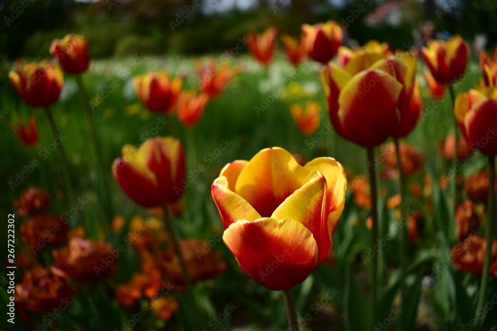 Fototapeta premium Red tulips