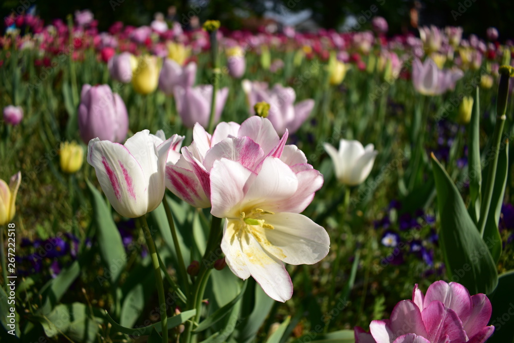 Obraz premium White tulips
