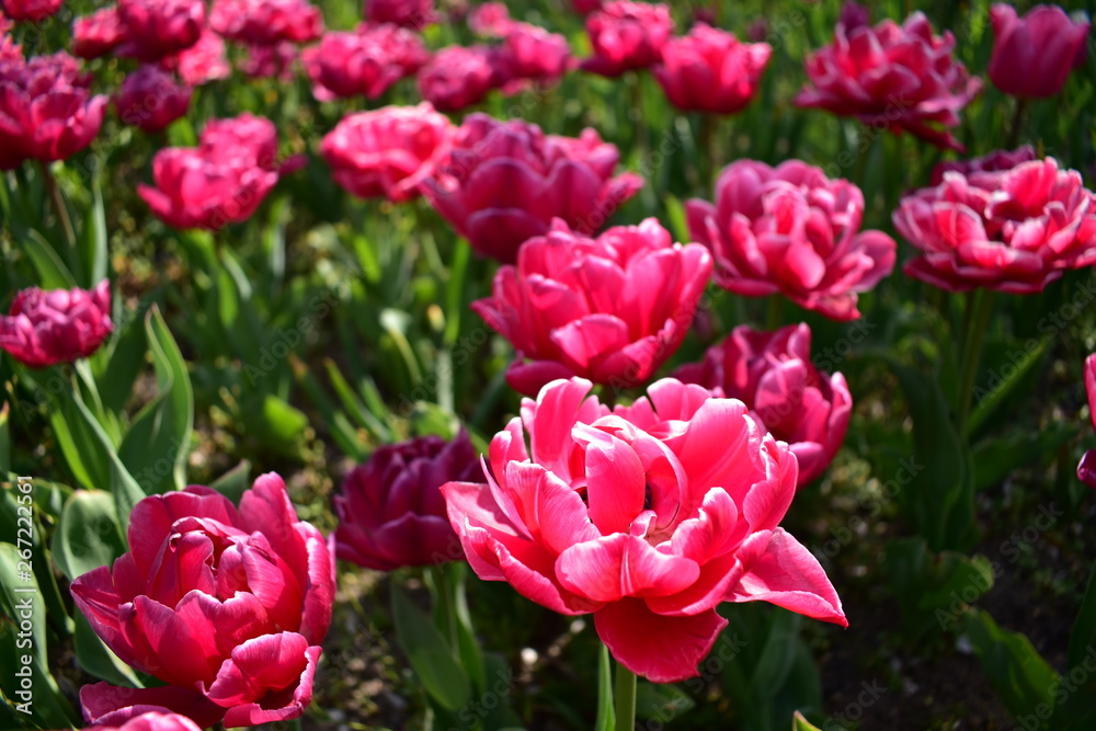 Pink tulips in a park