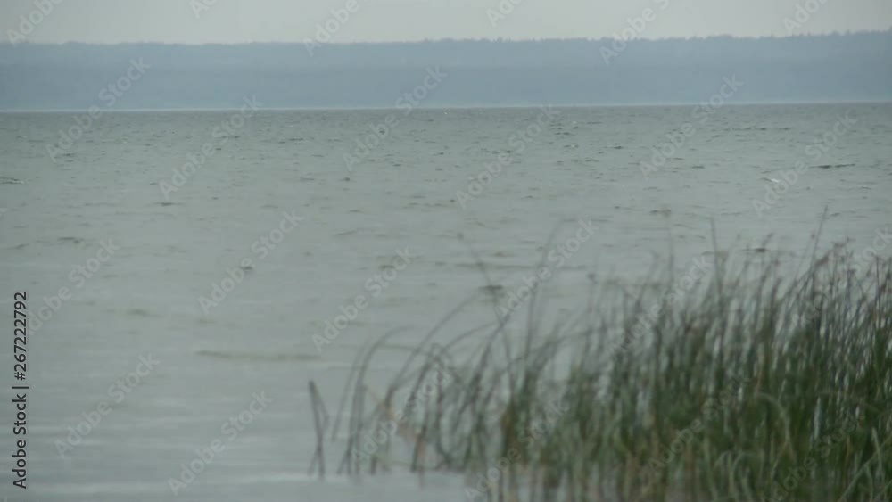 Grass on windy day by the river in summer video Grass on windy day by the river in summer video