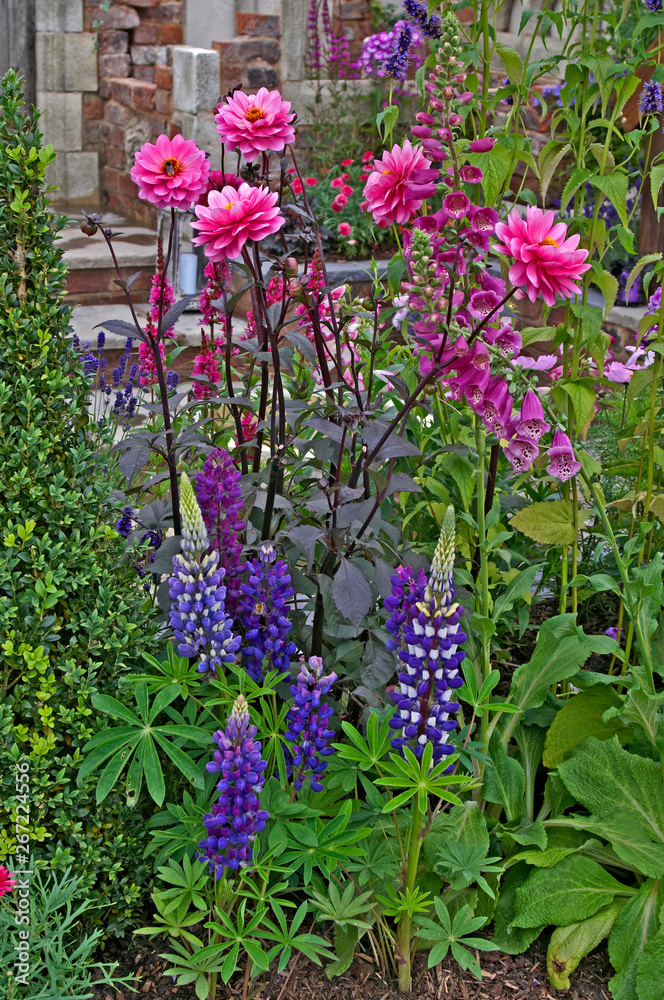Detail of colourful planting in a raised bed with Dahlias and Lupins