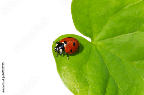 ladybug sitting on green leaf isolated on white background