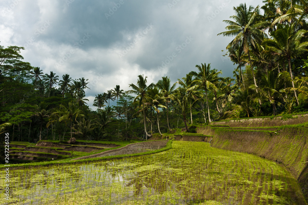 Rice fields in Bali, Indonesia