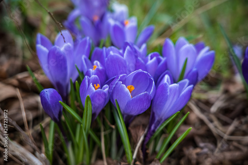 Spring flowers in Nova Scotia.