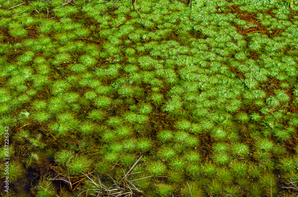 the carpet in the water of the marsh plants the carpet in the water of the marsh plants