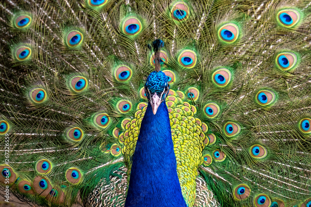 Obraz premium Male blue peacock