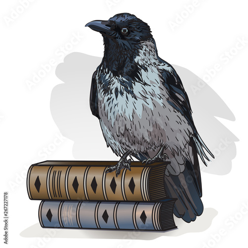 Grey crow sitting on a books on a white background. Vector illustration. Hooded crow bird, also known locally as Scotch crow, Danish crow.