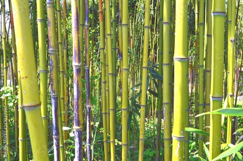 small green bamboo grove cover 