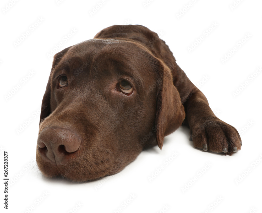 Chocolate labrador retriever lying on white background