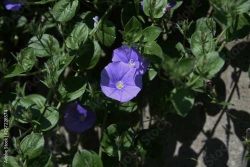 Dround morning glory (Convolvulus sabatius)