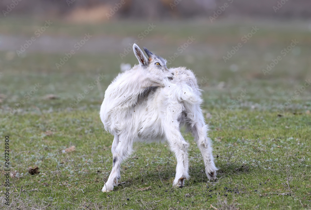 Fototapeta premium Funny goats