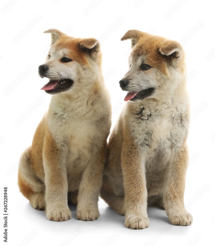 Cute akita inu puppies isolated on white Cute akita inu puppies isolated on white