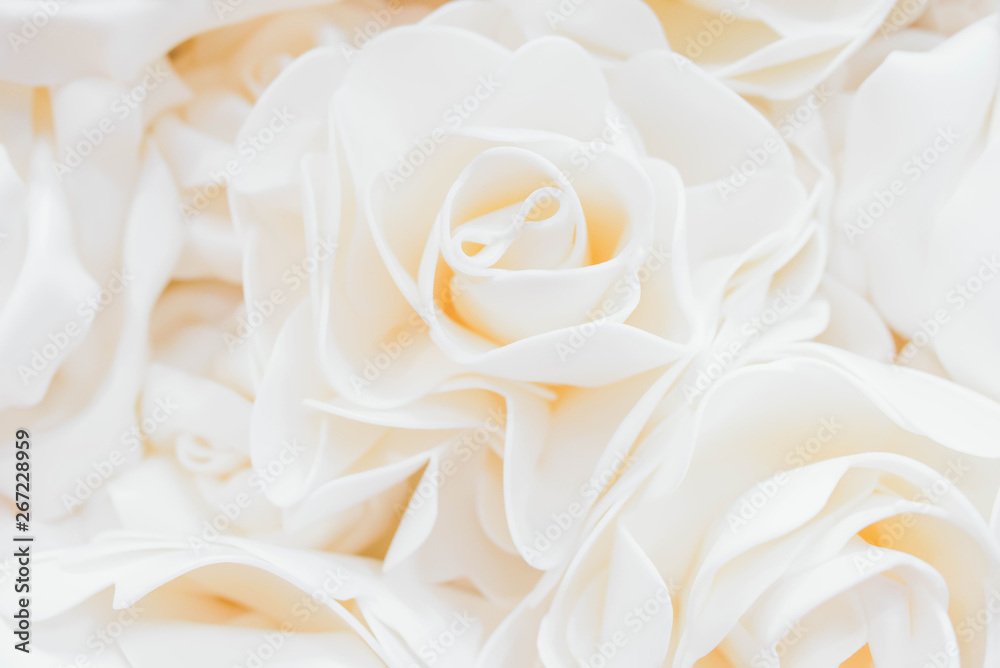 Beautiful White Rose Background. Rose wall. Beautiful White Rose Background. Rose wall.