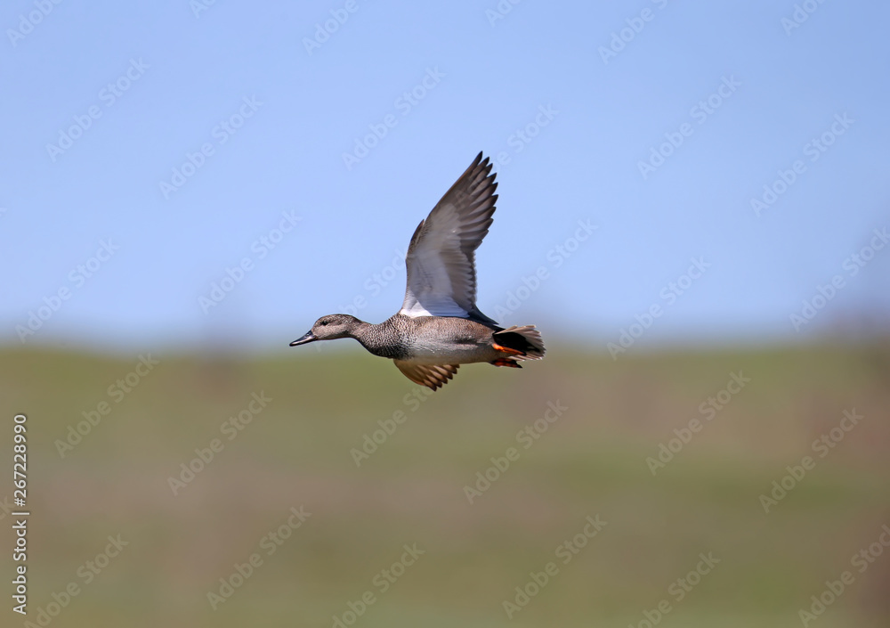 Male gadwall (Mareca strepera) shot during flight