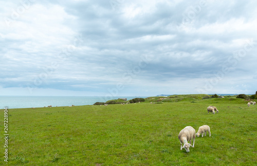 Sheep in a field