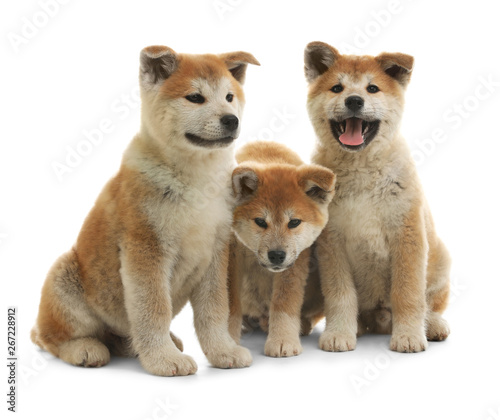 Cute akita inu puppies isolated on white